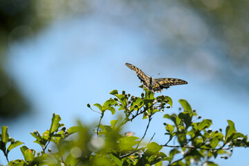 Beautiful yellow swallowtail butterfly sucking honey from a high tree flowers. Blue sky background.