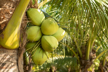 Selective focus, coconuts coconut trees in agricultural plantations