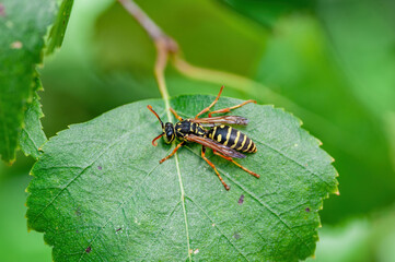 Yellow Jacket Wasp Insect on Green Leaf Macro