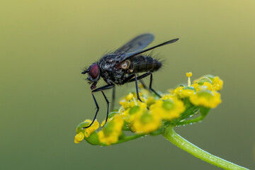 Drosophila Fly Diptera Parasite Insect Macro