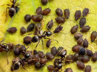 Ant and Black Bean Aphid Colony Close-up. Ant and Blackfly or Aphis Fabae Garden Parasite Insect Pest Macro