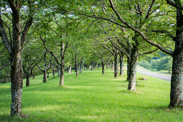 静かな公園の休日の風景