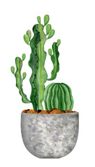 Cactus houseplants in clay flowerpot watercolor hand drawn illustration. Cozy scandinavian interior art, print, sketch, stiker, card