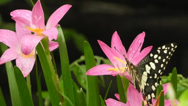Butterfly in flowers finding food .