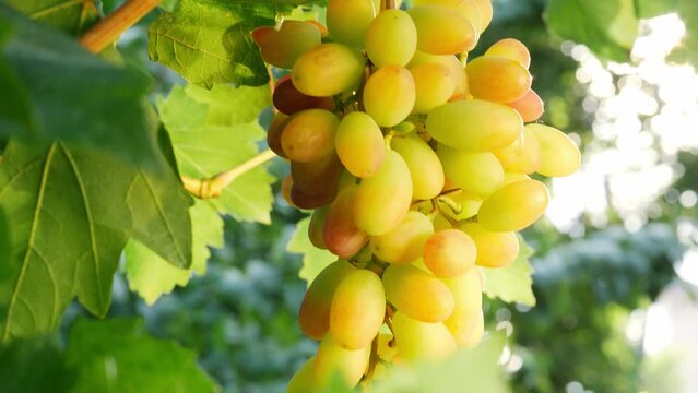 Close up of a bunch of ripe white grapes. Grapes vineyard sunset. Italy. Wine grapes harvest. Vinery, viticulture concept