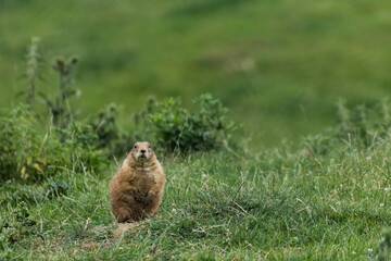 little prairie dog sits on a green meadow and looks into the camera
