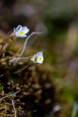 Pinguicula alpina flower growing in meadow, close up 