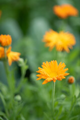  calendula flowers in the garden