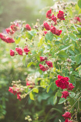 red roses in the garden