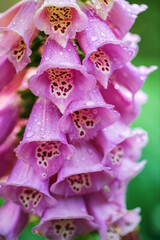Flowering foxglove in the garden © Maksim Shebeko