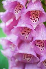 Flowering foxglove in the garden © Maksim Shebeko