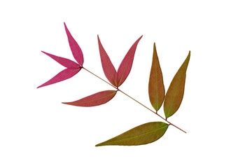 leaf on white background.Top view. Clipping path