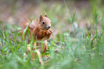 He cracks a nut in the grass.
