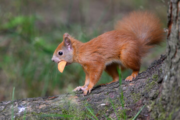 A squirrel in the forest is carrying a snack.