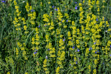 Cruciata laevipes flower in meadow, close up shoot