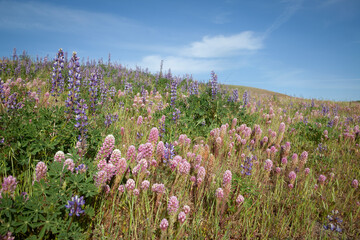 Spring Wildflowers Blossom in San Francisco East Bay, California