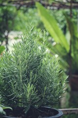 Close up of fresh rosemary herb