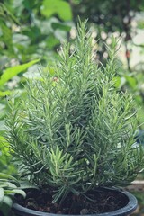 Close up of fresh rosemary herb