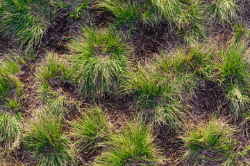 Bunches of grass on the ground, background image