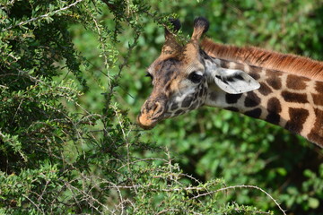 Elegant Giraffe in serengeti, tanzania, africa