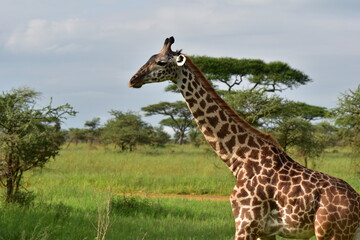 Elegant Giraffe in serengeti, tanzania, africa
