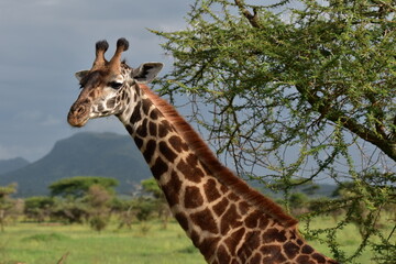 Elegant Giraffe in serengeti, tanzania, africa