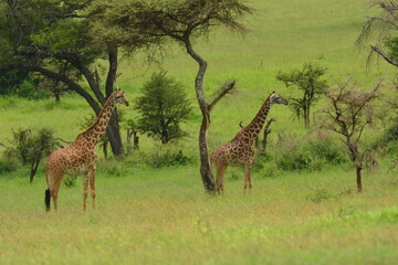 Elegant Giraffe in serengeti, tanzania, africa