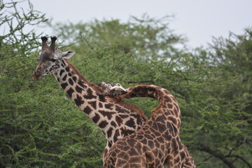 Elegant Giraffe in serengeti, tanzania, africa