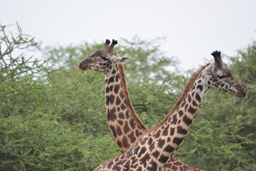 Elegant Giraffe in serengeti, tanzania, africa