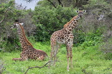 Elegant Giraffe in serengeti, tanzania, africa
