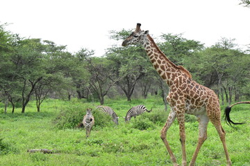 Elegant Giraffe in serengeti, tanzania, africa