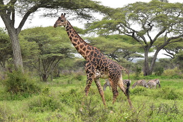 Elegant Giraffe in serengeti, tanzania, africa