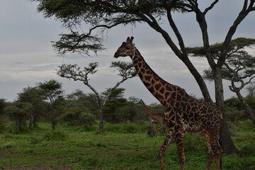 Elegant Giraffe in serengeti, tanzania, africa