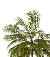 Obraz na płótnie Canvas 3D Green palm tree