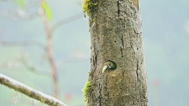 Costa Rica Colourful Birds, Emerald Toucanet (aulacorhynchus prasinus), a Beautiful Green Exotic Bird in its Hollow Tree Hole Birds Nest in the Rain, Raining in the Rainforest of San Gerardo De Dota