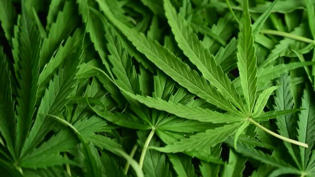 cannabis rotate isolated white,wild plant,cannabis ganja leaf background