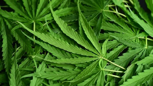 cannabis rotate isolated white,wild plant,cannabis ganja leaf background