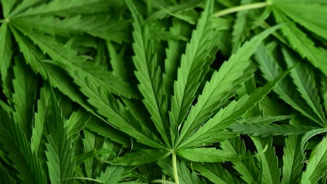 cannabis rotate isolated white,wild plant,cannabis ganja leaf background