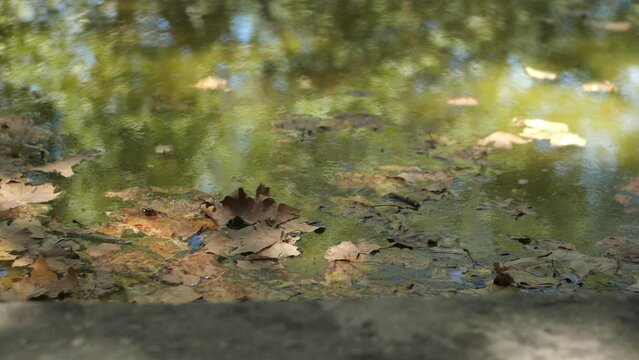 Close Up Of Autumn Leaves Fallen On Water Surface With Reflection Of Trees In The Forest. dolly sideways shot, slow motion
