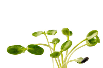 Fototapeta na wymiar Bunch of Fresh Sunflower microgreens on the white background. Seed Germination.