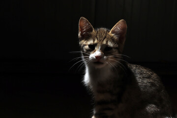 curious and cute little cat