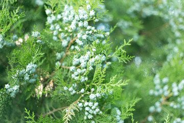 Thuja branches with cones close up background.