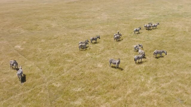 Slow motion aerial footage of cute baby zebra foals walking in dry grassy meadow. Zebra foals in African National park, African wilderness drone view. National safari park on dry summer day. Freedom