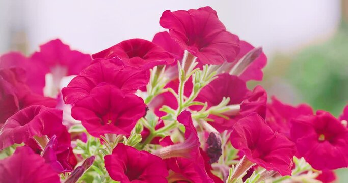 真っ赤なサフィニア　太陽に向かって咲く花 | Bright Red Surfinia / Flowers Booming Towards the Sun
