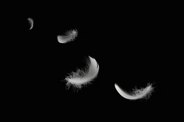 Abstract White Bird Feathers Floating in The Dark. Feathers on Black Background.	