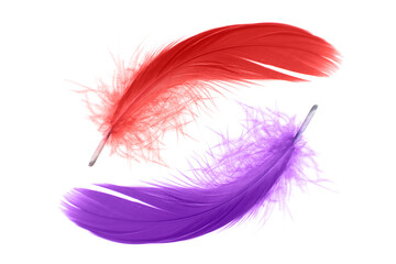 Abstract Red Feather and Purple Feather Isolated on White Background. 