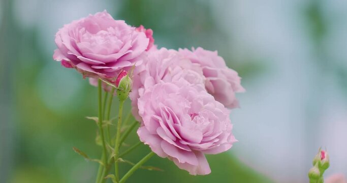 淡い紫ピンクの薔薇　フォーカス移動あり ｜Pale Purple Pink Rose / Focus Moves　