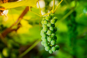 Vineyard in dawn warm lighting. A bunch of grapes close-up in the rays of the dawn sun