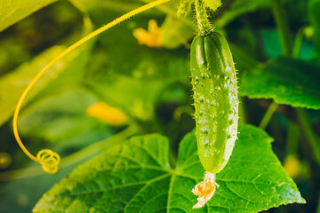 Beautiful juicy green young cucumber grows close-up in the garden. Warm morning lighting of the rising sun