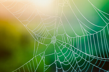 Spider web in water drops from fog closeup with blurred colored background